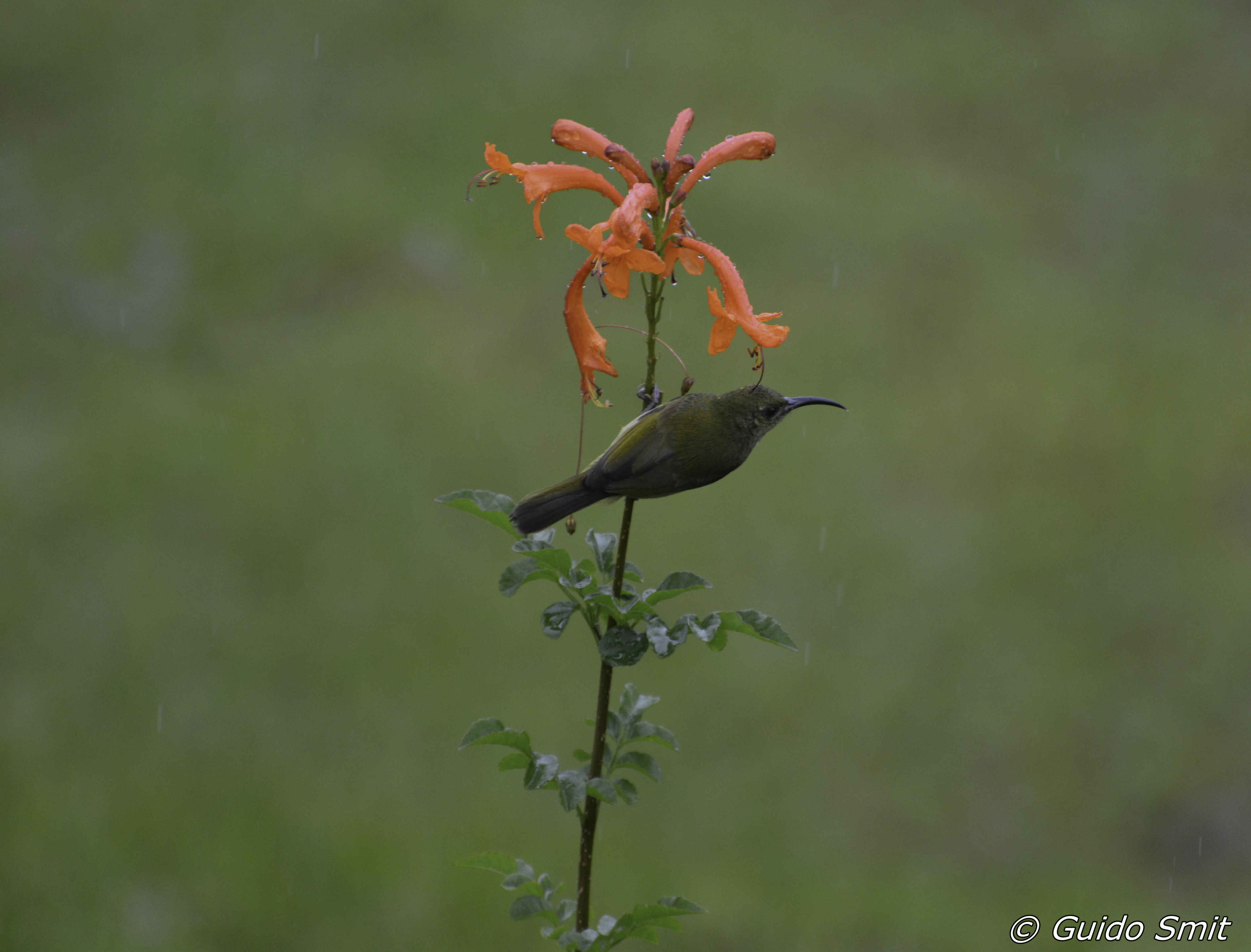 sunbird